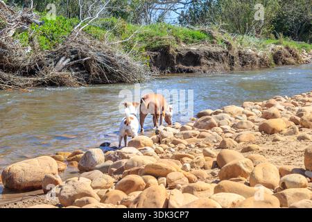 Brauner und weißer Jack Russel und Pitbull Terrier Hündchen spielen in Kapstadt, Südafrika Stockfoto
