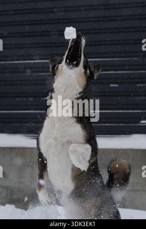 Verspielter Hund beim Springen im Winter Schnee im Freien. Stockfoto