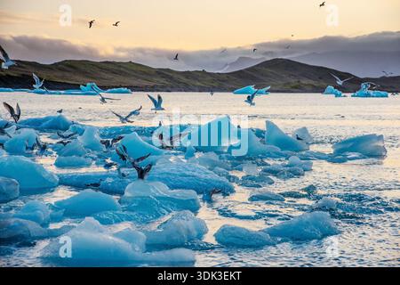 Eisberge und Gletschereis schweben in der Lagune von Jokulsarlon, während die Sonne in Island untergeht. Die Szene bietet ruhiges Wasser und farbenfrohen Himmel, während Vögel fliegen Stockfoto