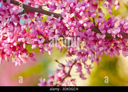 Blüten im Frühling Stockfoto
