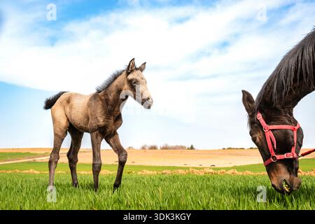 Ein süßer Hengst sieht einem anderen Pferd beim Fressen von frischem Gras auf dem Feld zu. Stockfoto