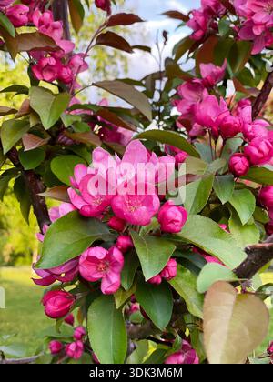 Ein dekorativer Apfelbaum mit leuchtend rosa Blüten und Knospen erstreckt sich im Frühjahr über einen grünen Park. Blühende Zweige von Malus Niedzwetzk Stockfoto