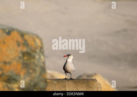 Blick auf eine Möwe, die auf einer Betonkonstruktion thront, deren roter Schnabel im Kontrast zu den Sandtönen des dahinter liegenden Strandes steht, Malibu, Kalifornien, USA Stockfoto