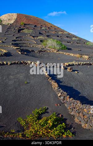 Spanien, Kanarische Inseln, Lanzarote, La Geria, Weinberg, Landschaft, Landschaft, Stockfoto
