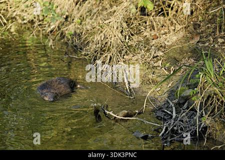 Eurasischer Biber, Europäischer Biber (Castorfaser), Schwimmen in einem Bach, Kanton Zug, SchweizStefan Huwiler Stockfoto
