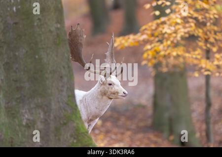 Damhirsch, Cervus dama, Weißer Damhirsch im Wald, Herbst, Schleswig-Holstein, Deutschland Stockfoto