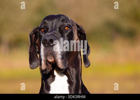 Große Däne, dänischer Mastiff, Canis Lupus familiaris, männlich, Porträt, Mecklenburg-Vorpommern, Deutschland Stockfoto