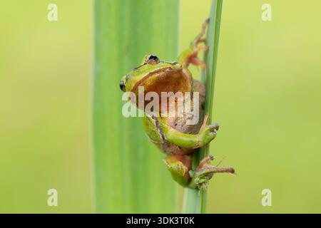 Europäischer Baumfrosch, Hyla arborea, Erwachsenfrosch, Schleswig-Holstein, Deutschland Stockfoto