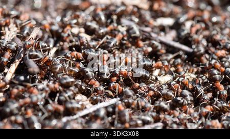 Viele Ameisen krabbeln in der Nähe der Ameisenhügel Stockfoto