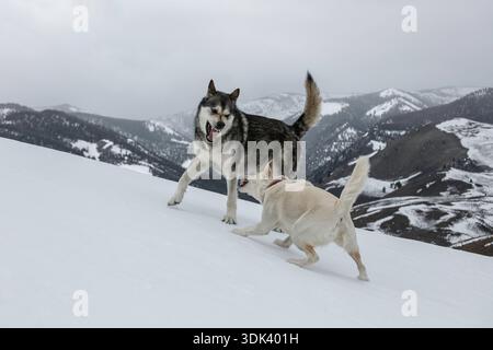 Zwei Hunde im Schnee spielen Stockfoto