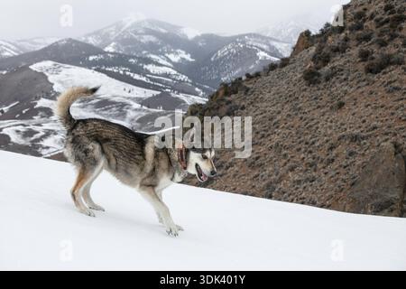 Zwei Hunde im Schnee spielen Stockfoto