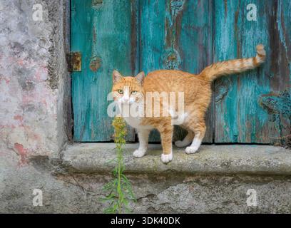 Entzückende Katze, orange Tabby mit weißen und schönen Augen, vor einer bläulich-grünen alten Holztür in Korfu, Griechenland, Europa Stockfoto