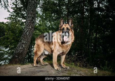 Rot-Tan Elsass Wolf Dog Standing Stolz – Alarmporträt mit Wald und Fluss Hintergrund Stockfoto