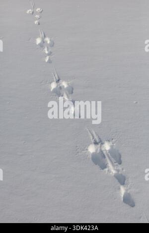 Berghase, Lepus timidus, Fußabdruck im Schnee, Norwegen Stockfoto