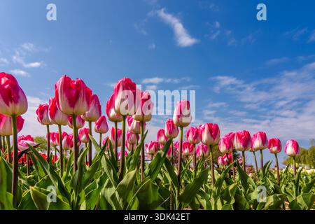 Bunte Tulpen vor blauem Himmel Stockfoto