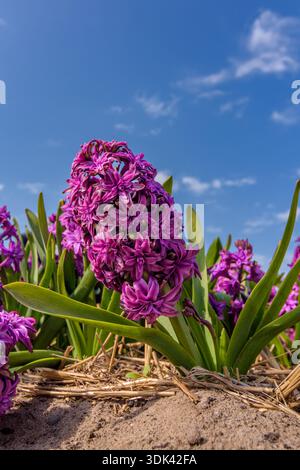 Violette blaue Hyazinth Blume auf blauem Himmel Hintergrund Stockfoto