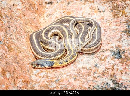 Eine eher ungewöhnliche Schlange für Colorado, eine westliche Schwarze-Hals-Strumpfschlange, die im äußersten westlichen Teil ihres Gebirges dort gefunden wurde. Stockfoto