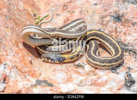 Eine eher ungewöhnliche Schlange für Colorado, eine westliche Schwarze-Hals-Strumpfschlange, die im äußersten westlichen Teil ihres Gebirges dort gefunden wurde. Stockfoto