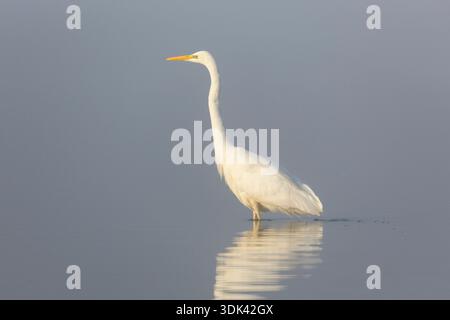 Reiher, Egretta alba, ausgewachsener Reiher in einem flachen See im Morgennebel, Mecklenburg-Vorpommern, Deutschland Stockfoto