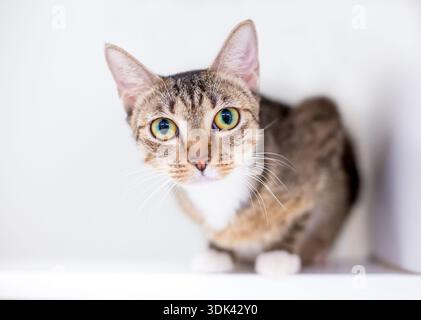 Eine tabby Kurzhaarkatze, die sich hockt und mit wunderschönen goldenen und grünen Augen in die Kamera blickt Stockfoto