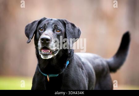 Ein älterer schwarzer Labrador-Retriever-Hund mit grauen Haaren im Gesicht und einem fröhlichen Ausdruck Stockfoto