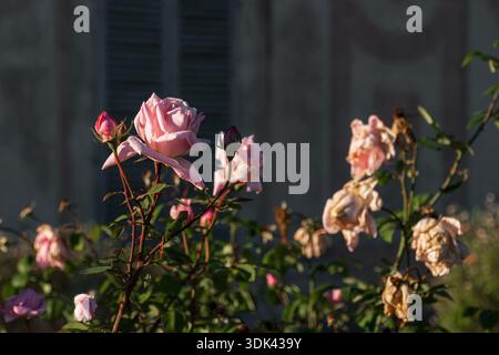Rosafarbene Rosenblüten blühen am frühen Morgen Stockfoto