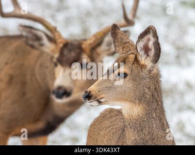 Ein Mule Deer Reh blickt über ihre Schulter zurück und beobachtet einen großen Bock, der sie während der Herbstsaison in den Bergen von Colorado unerbittlich jagt. Stockfoto