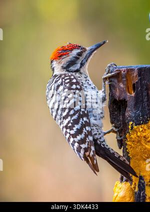Ein Holzspecht mit Leiterrücken hängt an der Seite eines Saumstamms in einem Wald im Süden von Texas. Stockfoto