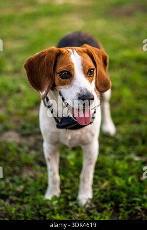 Im schwindenden Licht eines feuchten Abends steht ein treuer Beagle Wächter im hohen Gras. Sein Blick ist fixiert und wissend, ein stiller Begleiter im Qui Stockfoto