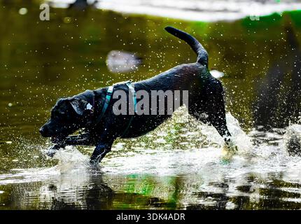 Ein schwarzer Labrador, der im Fluss spielt Stockfoto