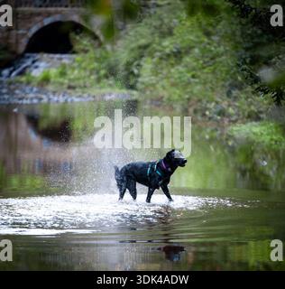 Ein Hund, der im Fluss paddelt Stockfoto