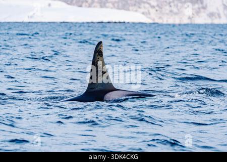 Norwegen, Fylke Troms, Skjervøy, Kvænangen, Orca fin (fin) Stockfoto