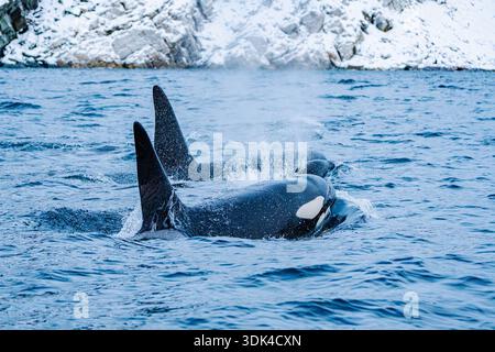 Norwegen, Fylke Troms, Skjervøy, Kvænangen, Orcas Stockfoto