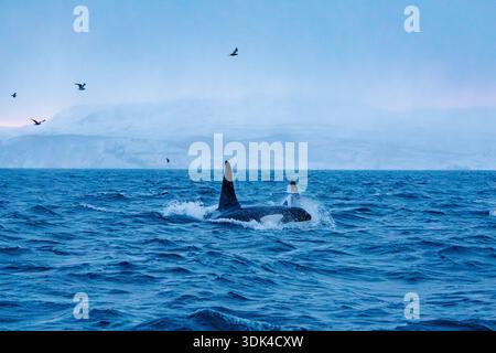Norwegen, Fylke Troms, Skjervøy, Kvænangen, Schneefall, Orcas Stockfoto