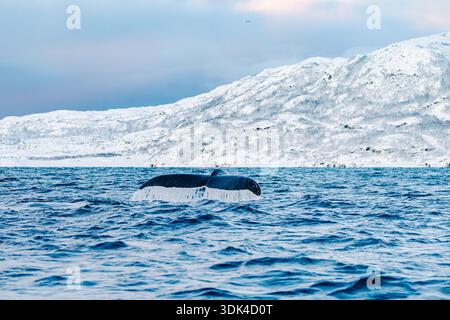 Norwegen, Fylke Troms, Skjervøy, Kvænangen, Buckelwalflosse Stockfoto