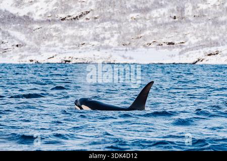 Norwegen, Fylke Troms, Skjervøy, Kvænangen, Orca Stockfoto