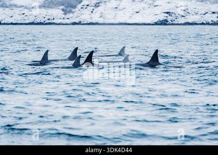 Norwegen, Fylke Troms, Skjervøy, Kvænangen, Orca-Pot Stockfoto