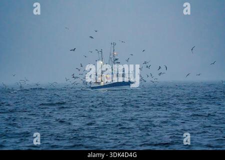 Norwegen, Fylke Troms, Skjervøy, Kvænangen, Fischerboot mit Möwen Stockfoto
