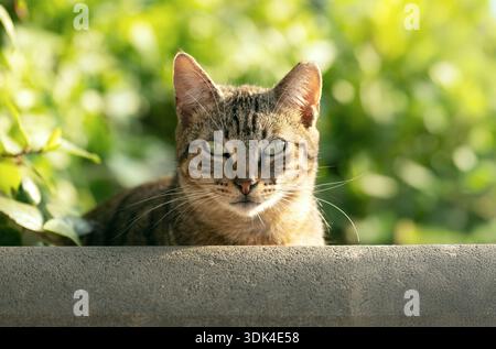 Straßenkatze mit Tabby-Markierungen hinter einem Betonvorsprung, direkt in die Kamera blickend, mit sanftem grünem Laub im Hintergrund auf Gran Canaria. Stockfoto