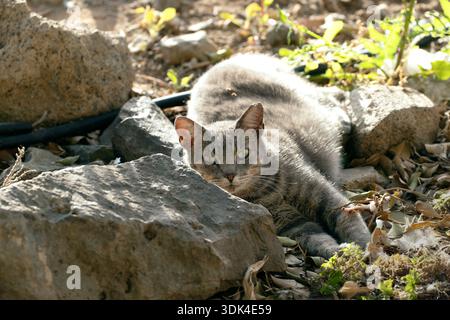 Graue, tabbysche Straßenkatze, die zwischen Felsen und Blättern ruht, teilweise hinter einem Stein versteckt und direkt auf die Cam im natürlichen Sonnenlicht auf Gran Canaria blickt. Stockfoto