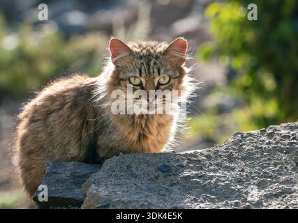 Langhaarige Tabby-Straßenkatze, die auf einer felsigen Oberfläche sitzt und direkt mit hellgrünen Augen bei hellem Tageslicht auf Gran Canaria in die Kamera blickt. Stockfoto