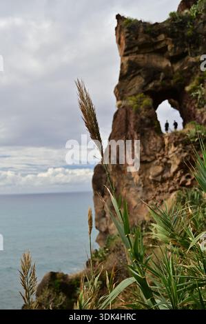 Blick auf die Küste Ponta do Sol, Madeira mit einem natürlichen Felsbogen, einem alten Küstenpfad und einem riesigen Schilf (Arundo donax) im Vordergrund. Stockfoto