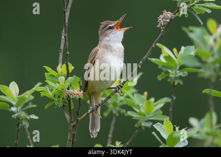Großer Schilfmörder, Acrocephalus arundinaceus, singend männlich, Mecklenburg-Vorpommern, Deutschland Stockfoto