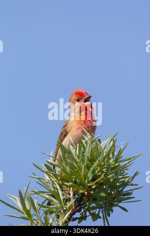 Rosefink, Carpodacus erythrinus, singend männlich, Mecklenburg-Vorpommern, Deutschland Stockfoto