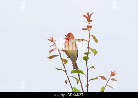 Rosefink, Carpodacus erythrinus, singend männlich, Mecklenburg-Vorpommern, Deutschland Stockfoto
