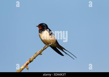 Scheunenschwalbe, Hirundo rustica, ausgewachsener Vogel, Schleswig-Holstein, Deutschland Stockfoto