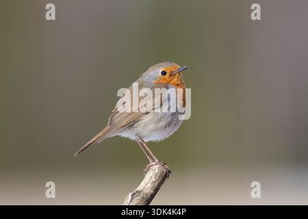 Rotkehlchen, Erithacus rubecula, erwachsener Vogel, der auf einem Zweig sitzt, Winter, Dalarna, Schweden Stockfoto