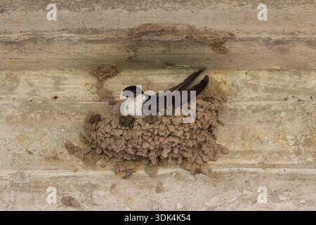 Gemeindehaus Martin, Delichon urbica, adultes Schwalbenbaunest, Niedersachsen, Deutschland Stockfoto
