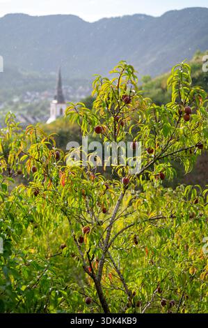 Rotwein Pfirsiche, Erntezeit in der Region Calmont am Moseltal, Pfirsiche auf Weinbergen in Deutschland Stockfoto