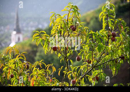 Rotwein Pfirsiche, Erntezeit in der Region Calmont am Moseltal, Pfirsiche auf Weinbergen in Deutschland Stockfoto